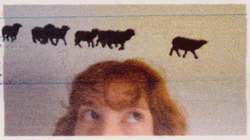 3 Lambs