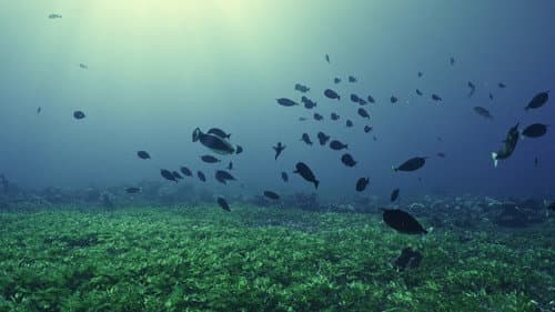 Where The Sea Breathes