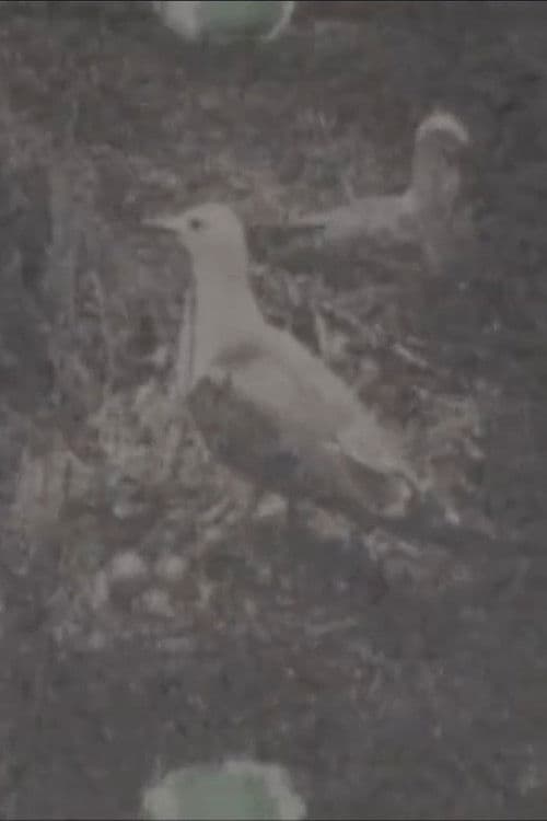 Paradise on a Deserted island, part 1