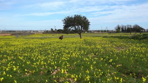 Flores y estorninos
