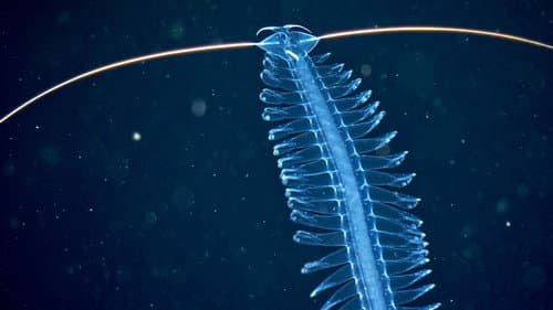 Deep sea exploration : the last frontiers on Earth