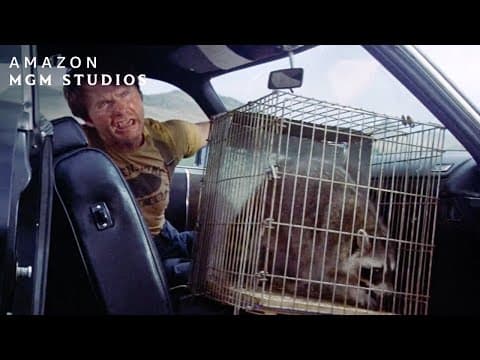 Hitchhiking With A Raccoon