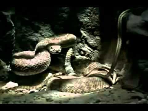 Venomous 2001 movie trailer