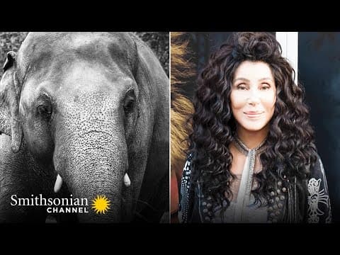 Cher's Elephant Airlift (wt) 🐘 The Journey to Save Kaavan Premieres 2021 | Smithsonian Channel