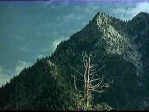 "Don't Go In The Woods" trailer