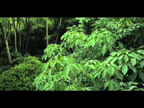 Canopy Teaser Trailer