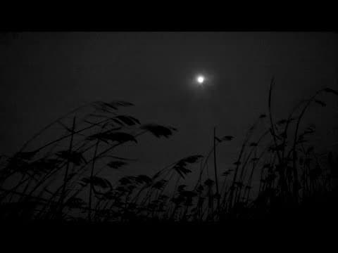 That Which Will Rise from Wind