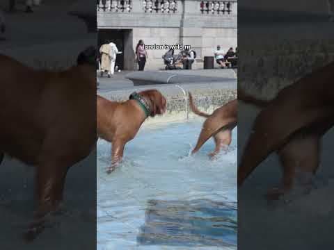 spotted something odd in London today...