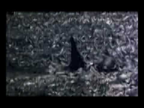 ORCA THE KILLER WHALE 1977