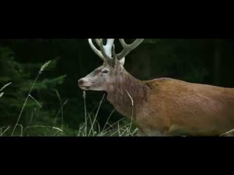 On Body And Soul - Excerpt #1