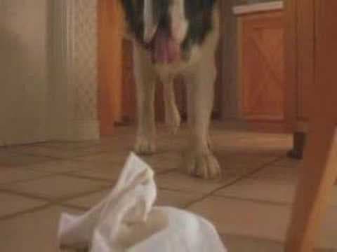 Beethoven's 4th trailer