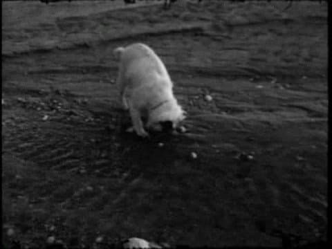 Guy Maddin - Spanky: To the Pier and Back