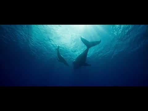Whale Nation (2023) - Trailer HD