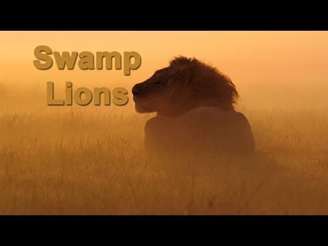 SWAMP LIONS - TV Spot