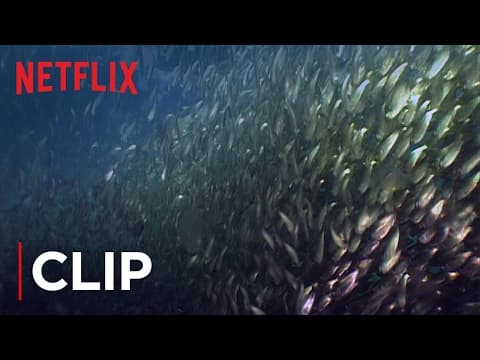 Fish Oil Myth - Menhaden