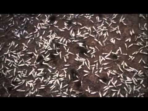 Ottaal - Malayalam Feature Film Promo - A Jayaraj Film