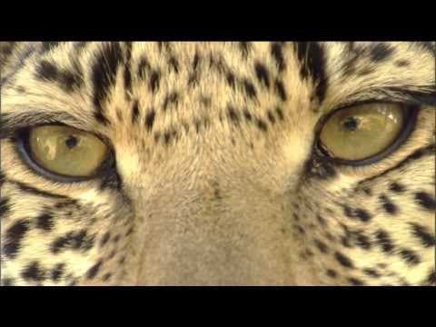 Eye of the Leopard