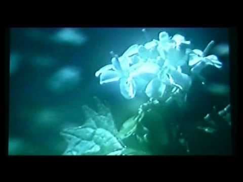 Ausschnitt aus dem Film "Frühling"