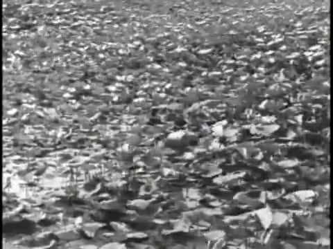 Pather Panchali  the rain scene