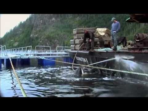 THE WHALE official movie trailer - narrated by Ryan Reynolds