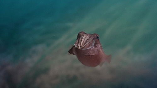 Sépia, l'odyssée d'une seiche
