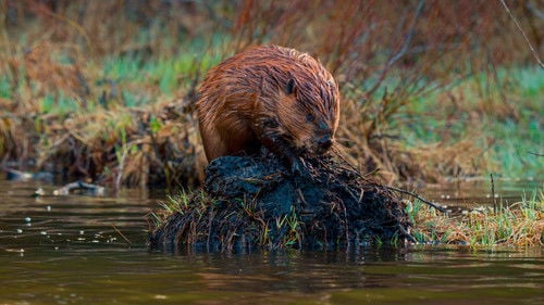 The American Southwest