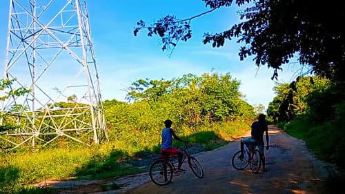 Bicycles and Trees