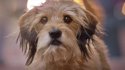 Benji