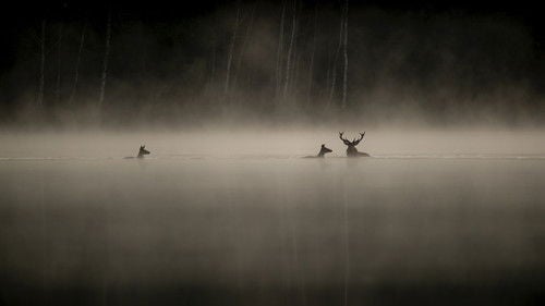 Whispers in the Woods