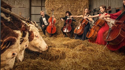 Where Music Grows