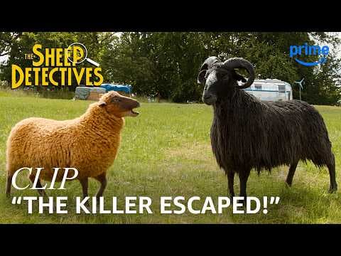 Lily & the Other Sheep Begin Their Muder Investigation - Clip