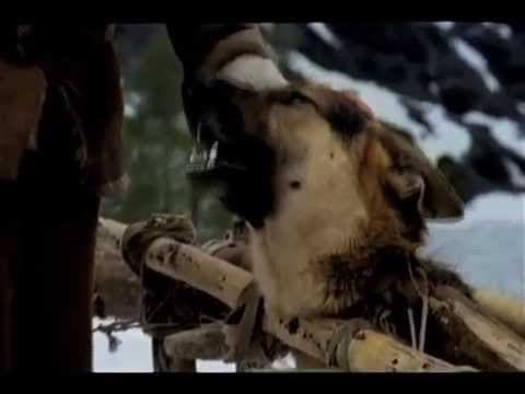 White Fang Trailer