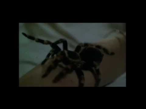 Kiss Of The Tarantula - Trailer 1976