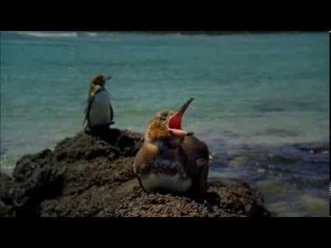 Galapagos with David Attenborough - Trailer