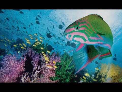 Coral Sea Dreaming - Awaken