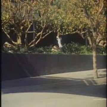 Death Race 2000 Hospital Clip