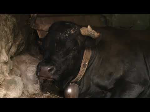 EXTRAIT - VEDETTE de Claudine Bories et Patrice Chagnard (ACID Cannes 2021)