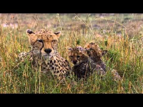African Cats Official Trailer