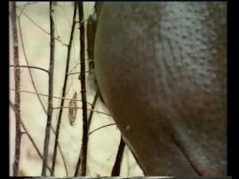 Rare Video Footage of a Pygmy Hippo in Tai Forest, Ivory Coast - Part 2