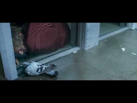 "Us Pigeons" Official Clip