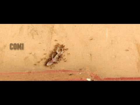 Munnariyippu Official Teaser