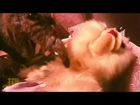 Mike Mendez on MEET THE FEEBLES