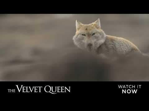 The Velvet Queen - English Sub Title