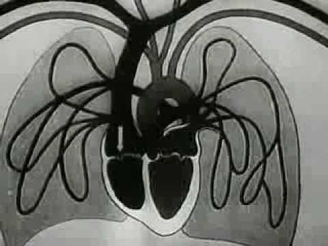 Experiments in the Revival of Organisms