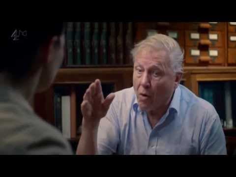 When Björk Met Attenborough (Channel 4)