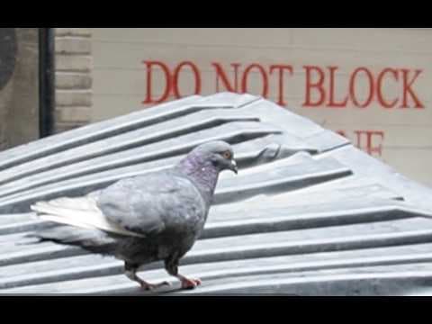SAVE THE PIGEONS