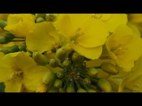 Flowerbed (Short film)