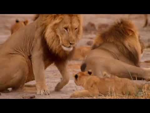 Birth of a Pride - Trailer