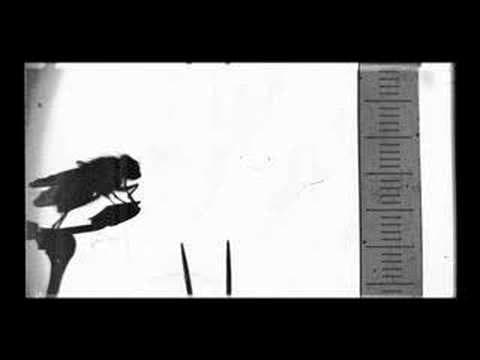 Lucien Bull (stenographics 2)