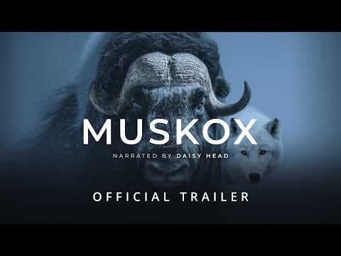 MUSKOX | Official Trailer - Stay Wild Studio